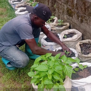 Zwannah Zwabonic Burphy